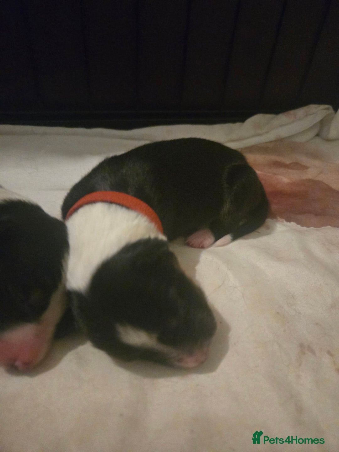 Border Collie dogs for sale: 11 beautiful bored collie puppies  - Image 8