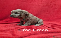 Sproodle dogs for sale: Beautiful F1b Sproodle Pups, 4 Boys & 4 Girls - Image 13