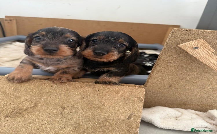 Miniature Dachshund dogs - Advert 2