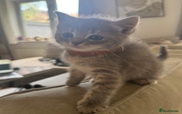 Ragdoll cats for sale: Fluffy Gorgeous Ragdoll Cross Kittens - Image 12