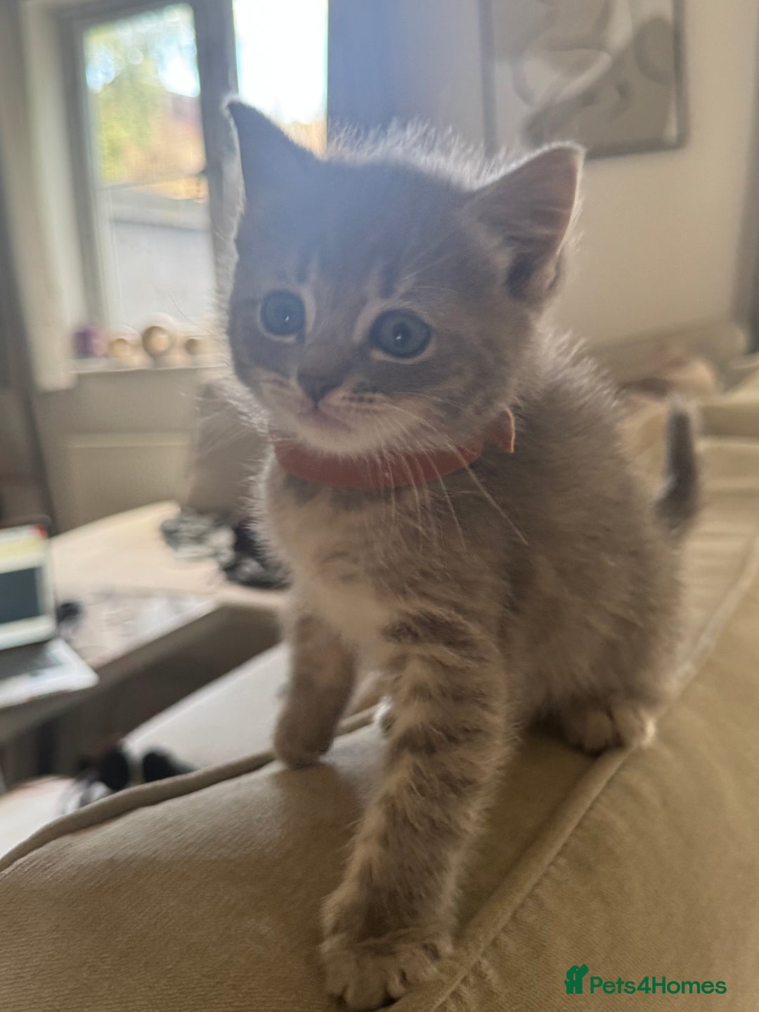 Ragdoll cats for sale: Fluffy Gorgeous Ragdoll Cross Kittens - Image 12