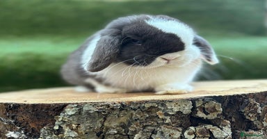 Mini Lop rabbits - Advert 2