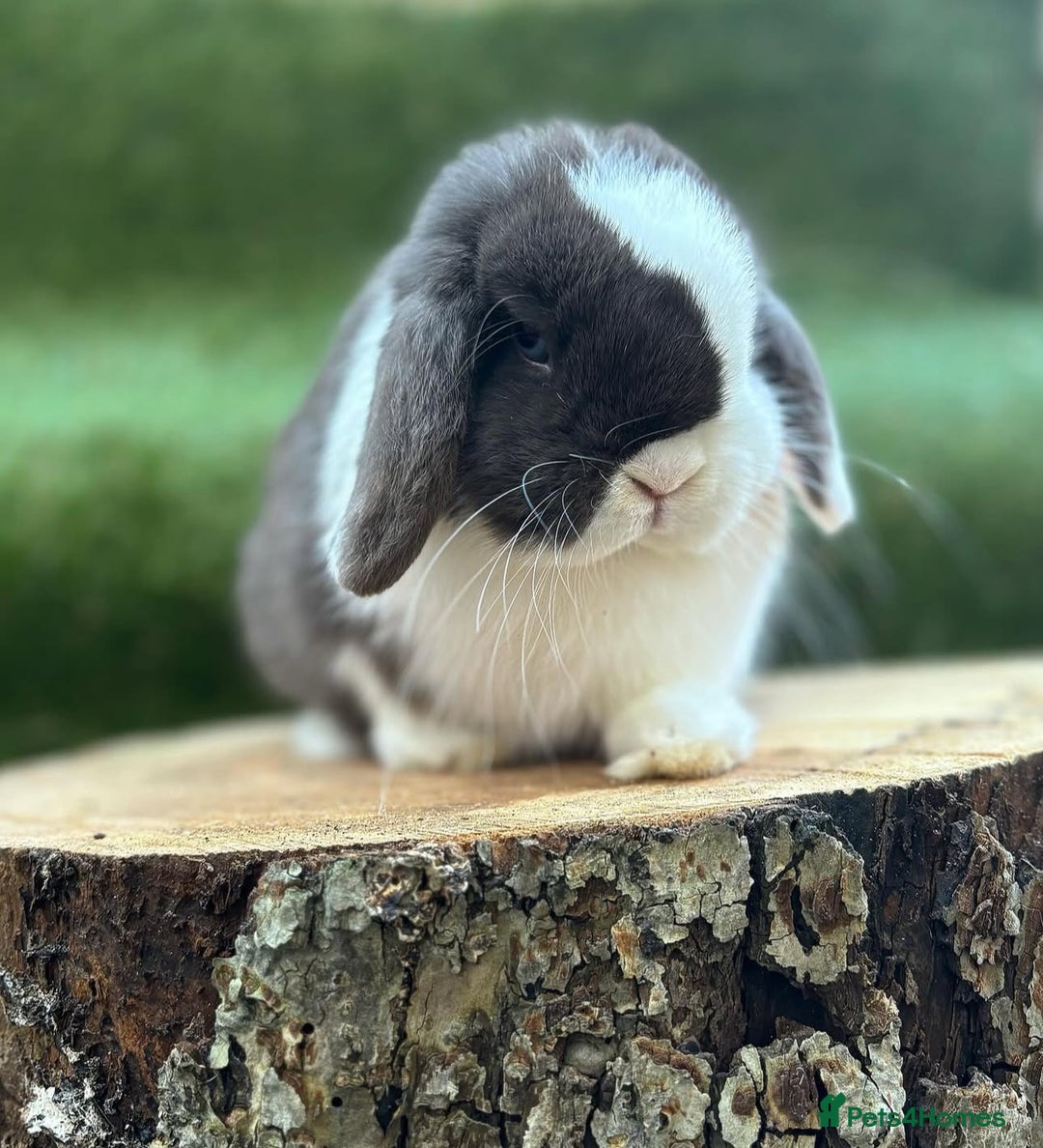 Mini Lop rabbits for sale: Stunning mini lop female  - Image 2