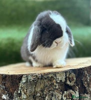 Mini Lop rabbits - Advert 5