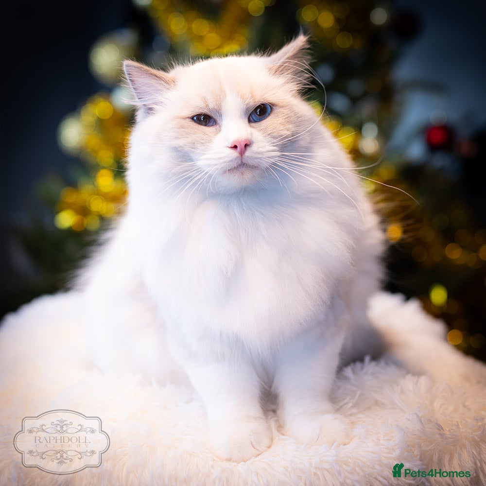 Ragdoll cats Ragdoll Blue Bicolor Kitten Boy LRBC SHOW TICA - Advert 4