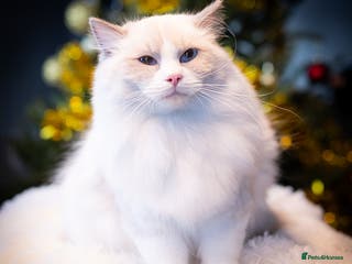 Ragdoll cats Ragdoll Blue Bicolor Kitten Boy LRBC SHOW TICA - Advert 16