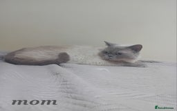 British Shorthair cats for sale: British shorthair kitten,  boy still available  - Image 2