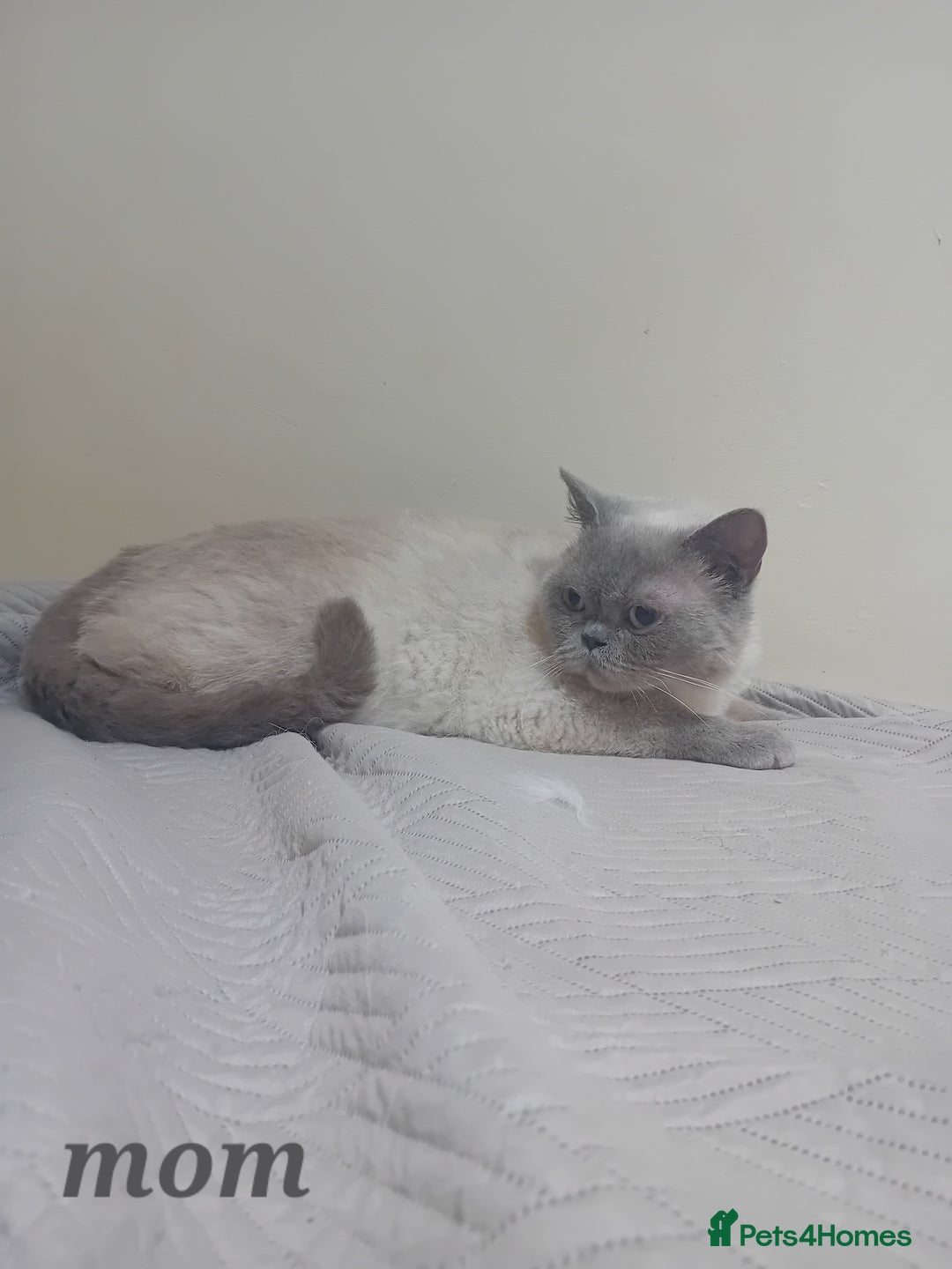 British Shorthair cats for sale: British shorthair kitten,  boy still available  - Image 2