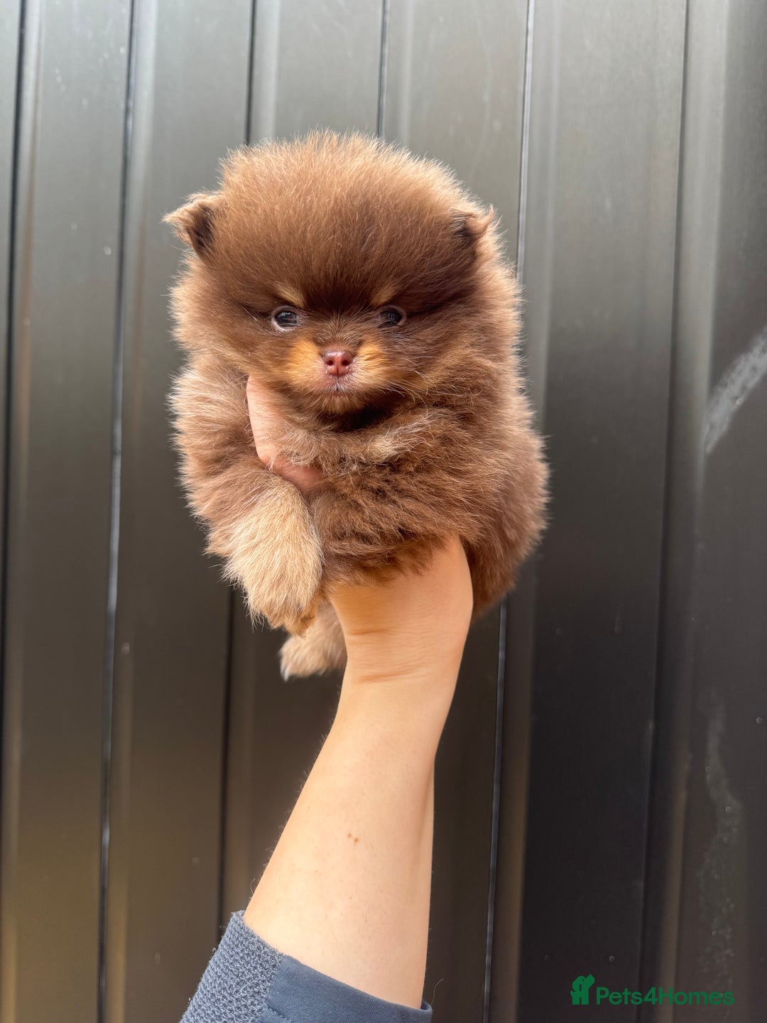 Pomeranian dogs for sale: KC registered Pomeranian Puppies - Advert 6