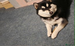Pomsky dogs for sale: Very Tiny F4 Pomskys  - Image 2