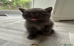 British Shorthair cats for sale: Pure British Shorthair kittens available  - Image 10