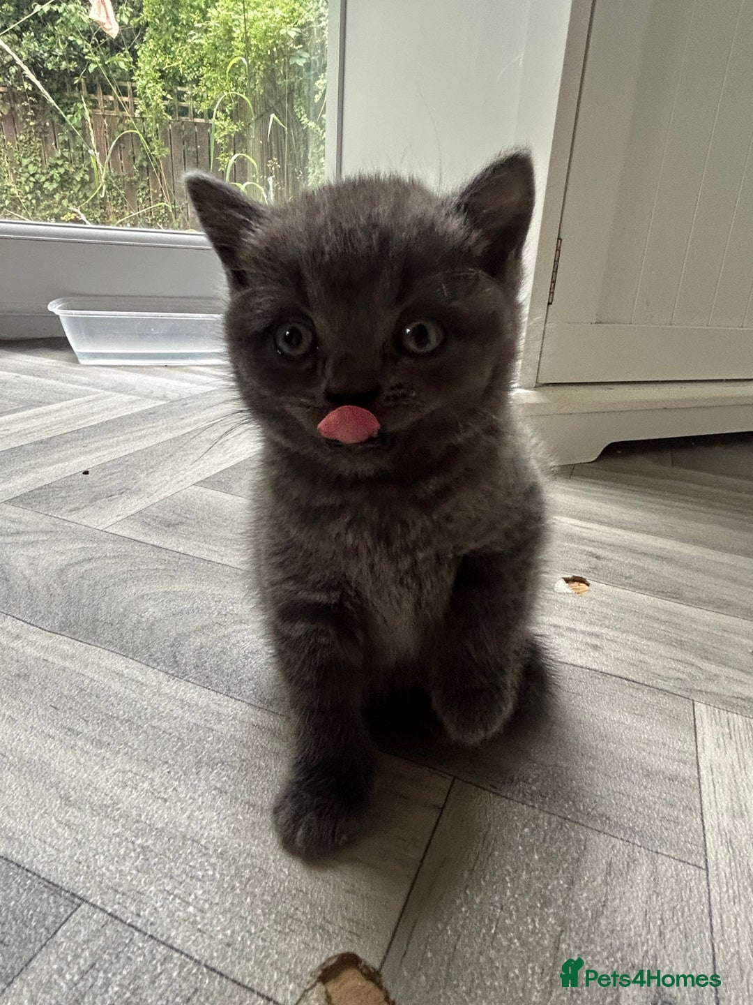 British Shorthair cats for sale: Pure British Shorthair kittens available  - Image 10