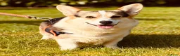 Welsh Corgi Pembroke dogs for sale: KC Tri boy ready now, from health tested parents - Advert 9