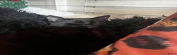 Mixed Breed cats for sale: Female cat  - Advert 4