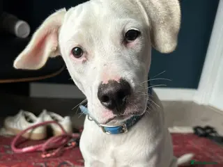 Mixed Breed dogs for adoption: Aspen (deaf puppy needing a special home) - Advert 1