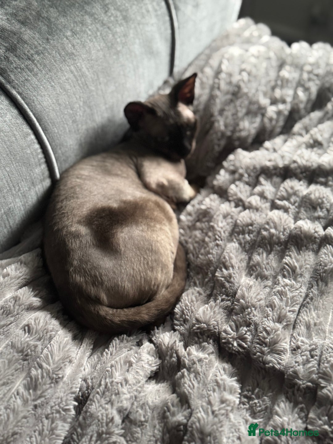 Sphynx cats for sale: 🐾 Sphynx Kitten for Sale 🐾 - Advert 7