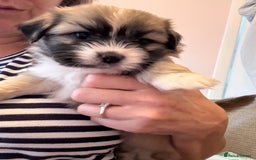 Mixed Breed dogs for sale: Peke’a’tease  - Image 16