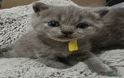 British Shorthair cats for sale: Beautiful BSH Kittens  - Advert 8