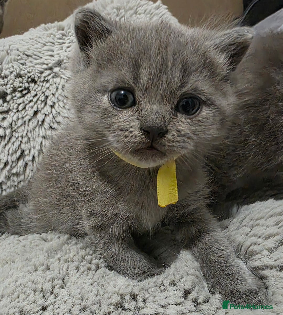 British Shorthair cats for sale: Beautiful BSH Kittens  - Advert 8