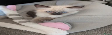 Ragdoll 3