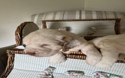 Clumber Spaniel dogs for sale: Fantastic Clumber Spaniel Puppy’s  - Image 9