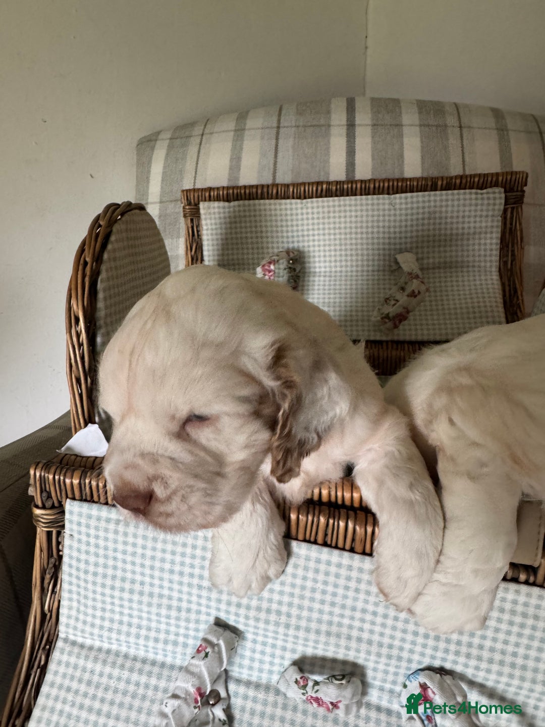 Clumber Spaniel dogs for sale: Fantastic Clumber Spaniel Puppy’s  - Image 9