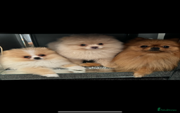 Pomeranian dogs for sale: ** Pomeranian girl **  - Image 4