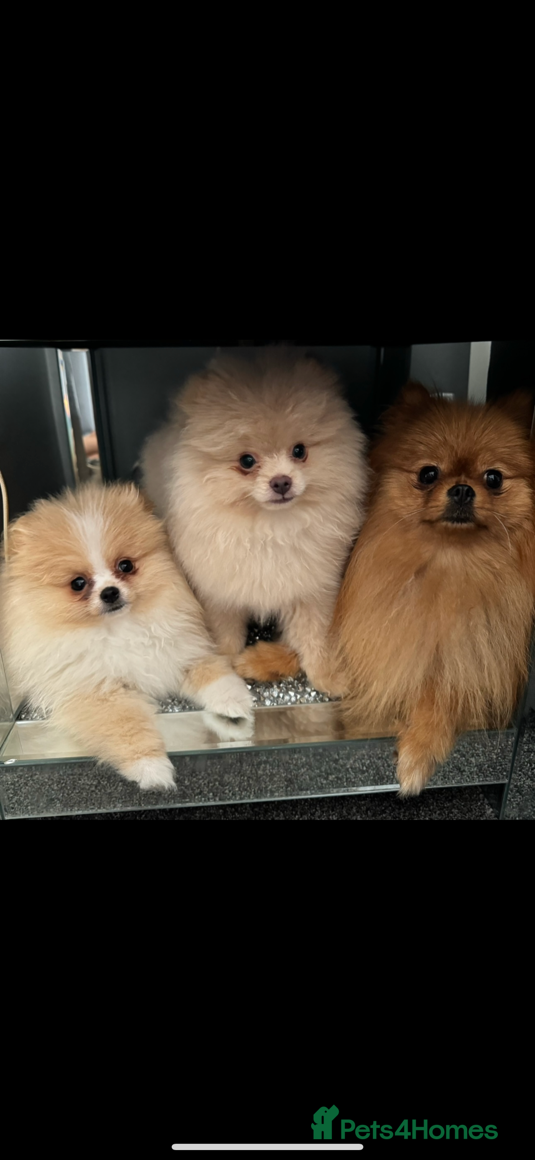 Pomeranian dogs for sale: ** Pomeranian girl **  - Image 4