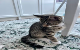 British Shorthair cats for sale: 4 British Short hair kittens for sale - Image 5