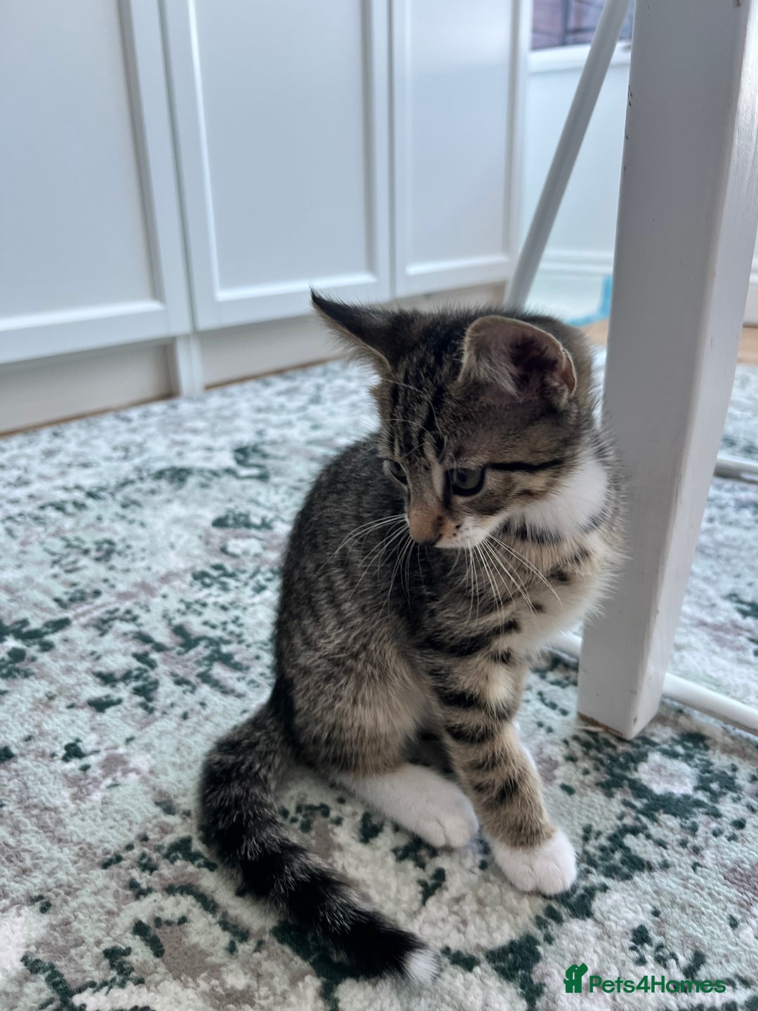 British Shorthair cats for sale: 4 British Short hair kittens for sale - Image 5