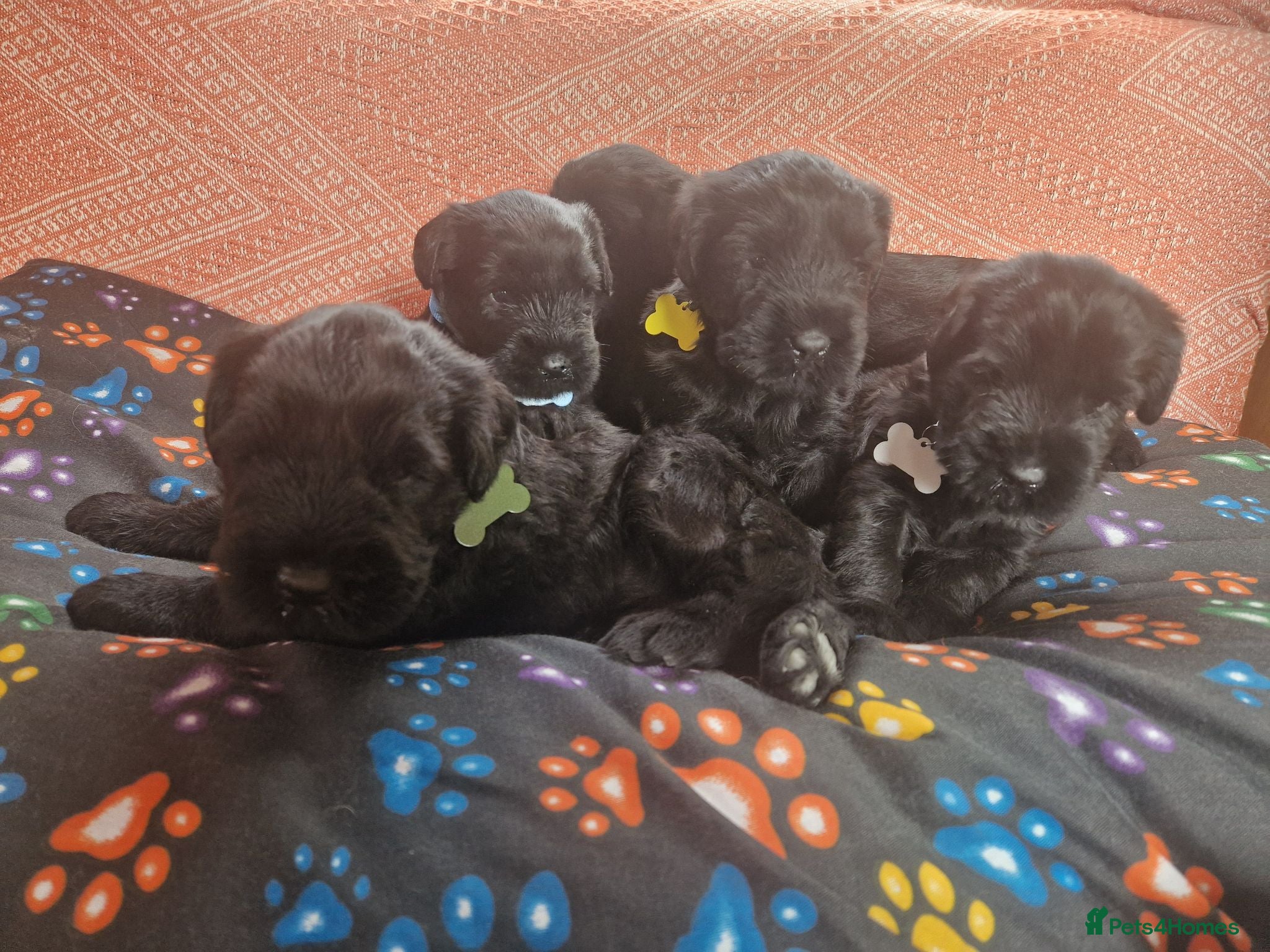 Giant Schnauzer dogs Giant schnauzer puppy's  - Advert 1