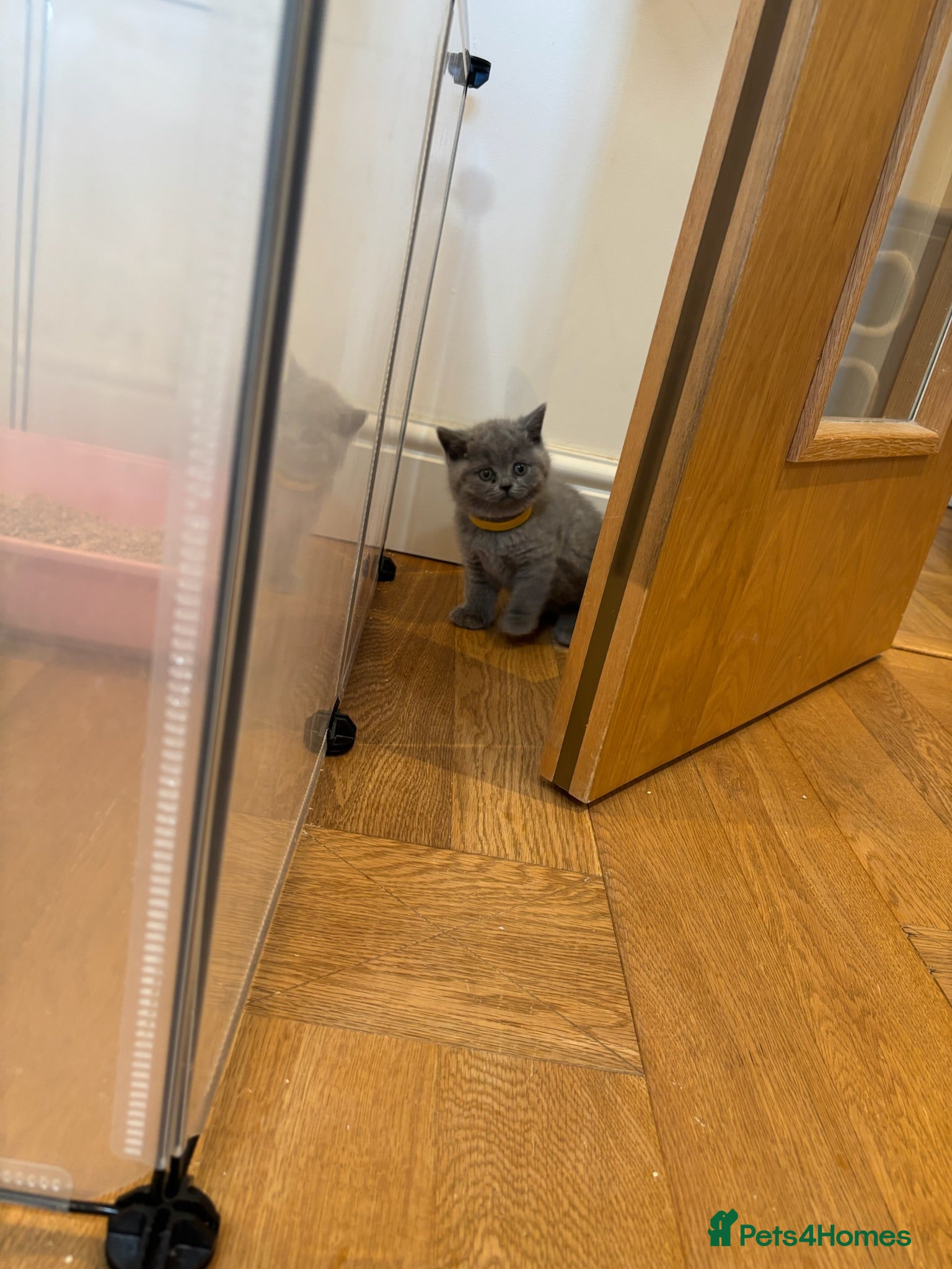 British Shorthair cats Gorgeous British Blue Kittens GCCF  - Advert 1