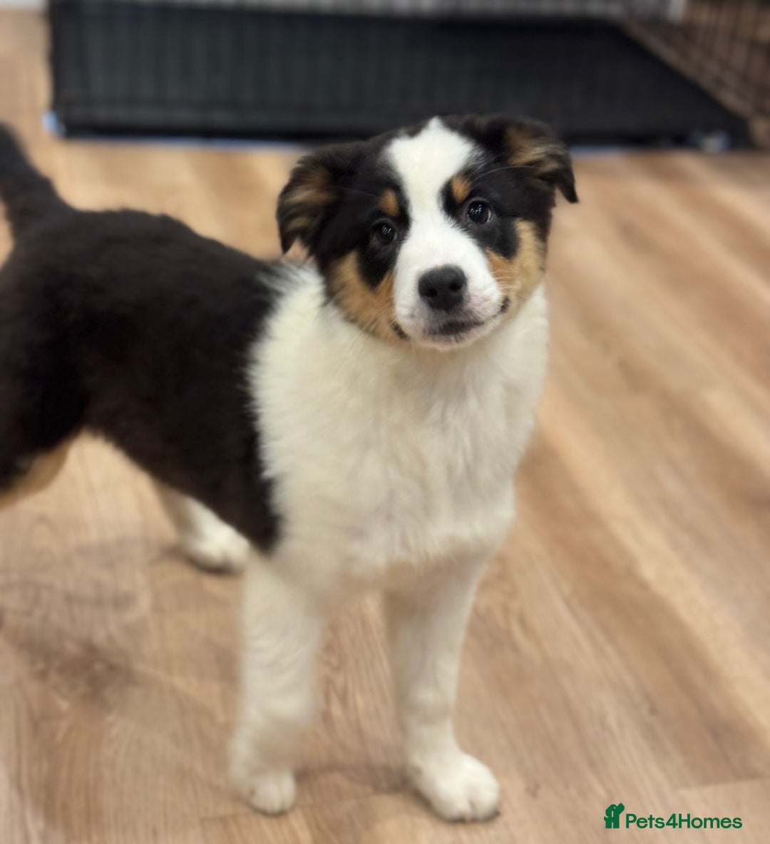 Australian Shepherd dogs for sale: 2 KC registered girl Australian Shepard puppy! - Advert 1