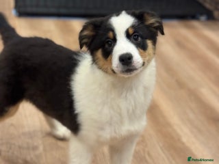 Australian Shepherd dogs 2 KC registered girl Australian Shepard puppy! - Advert 2