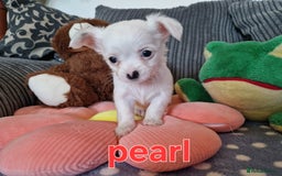 Chihuahua dogs for sale: Chihuahuas puppy's   - Image 10