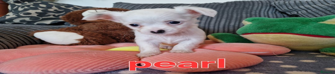 Chihuahua Puppy 2