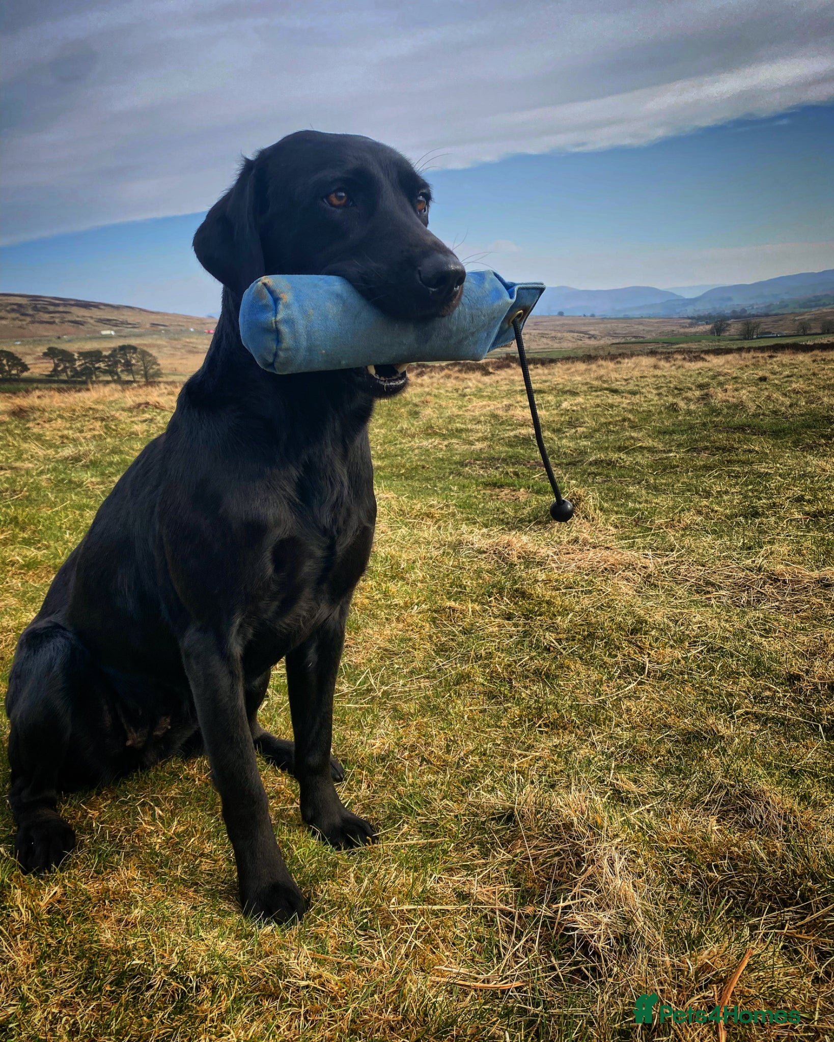Labrador Retriever dogs Field Trial Champion Sired Black Labrador Puppies. - Advert 2