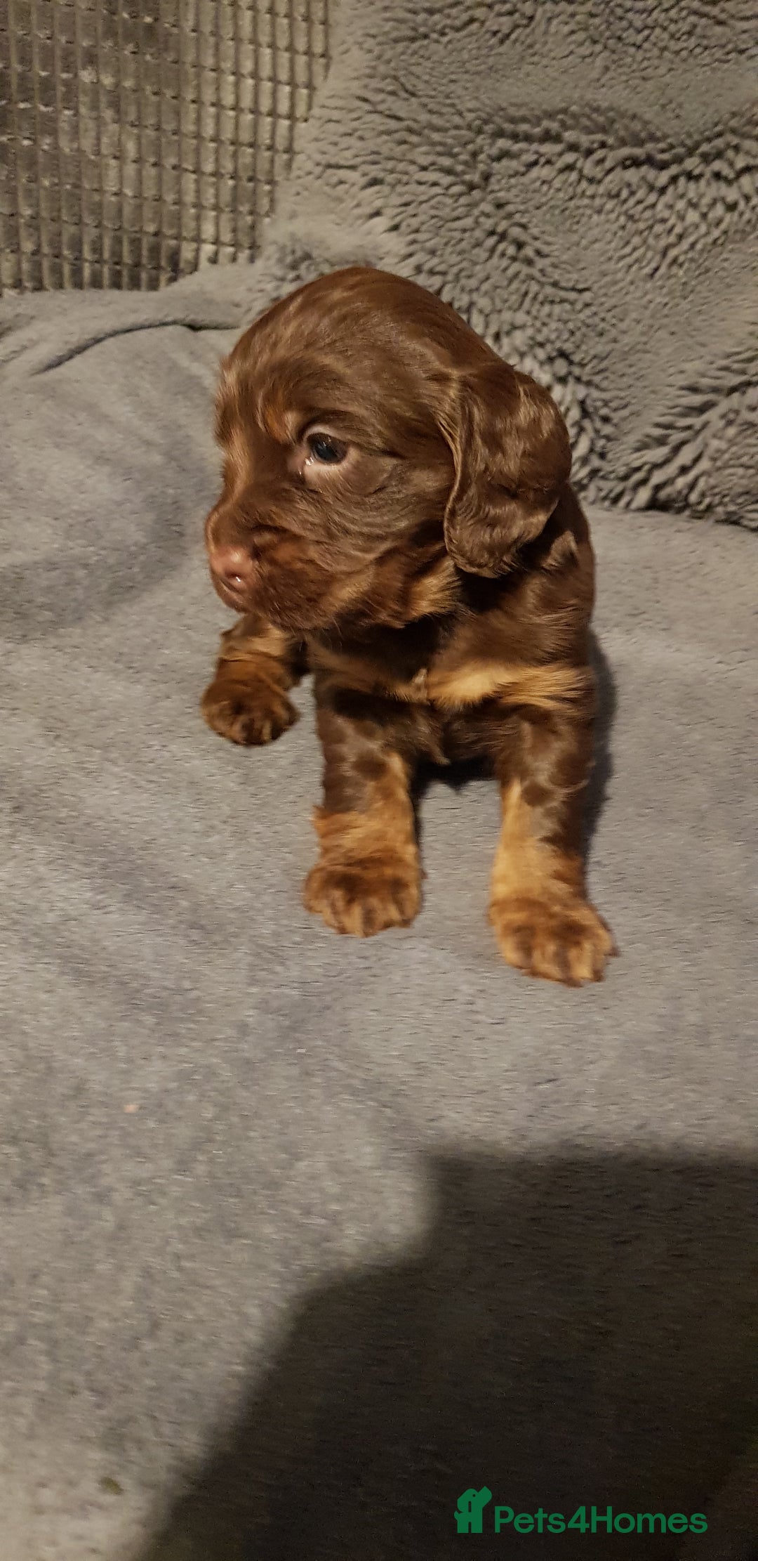 Sprocker dogs for sale: My lady has had beautiful 3 sprocker spaniel pups  - Image 8