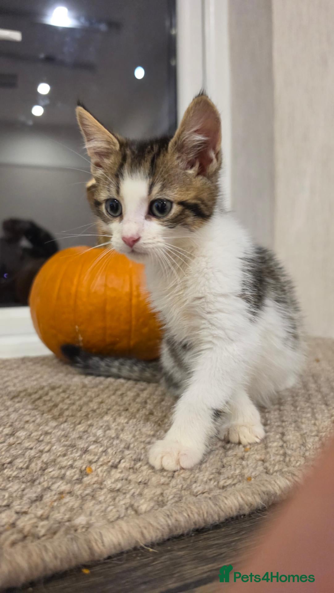 Mixed Breed cats for sale: ​🐾 1 Adorable Boy LEFT 💙 - Advert 2