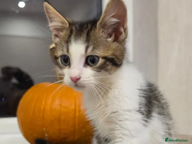Mixed Breed cats for sale: 🐾 1 Adorable Boy LEFT 💙 - Advert 2