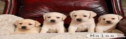 Labrador Retriever dogs for sale: KC REG HEALTH TESTED LABRADOR PUPPYS QUALITY LINES - Advert 14
