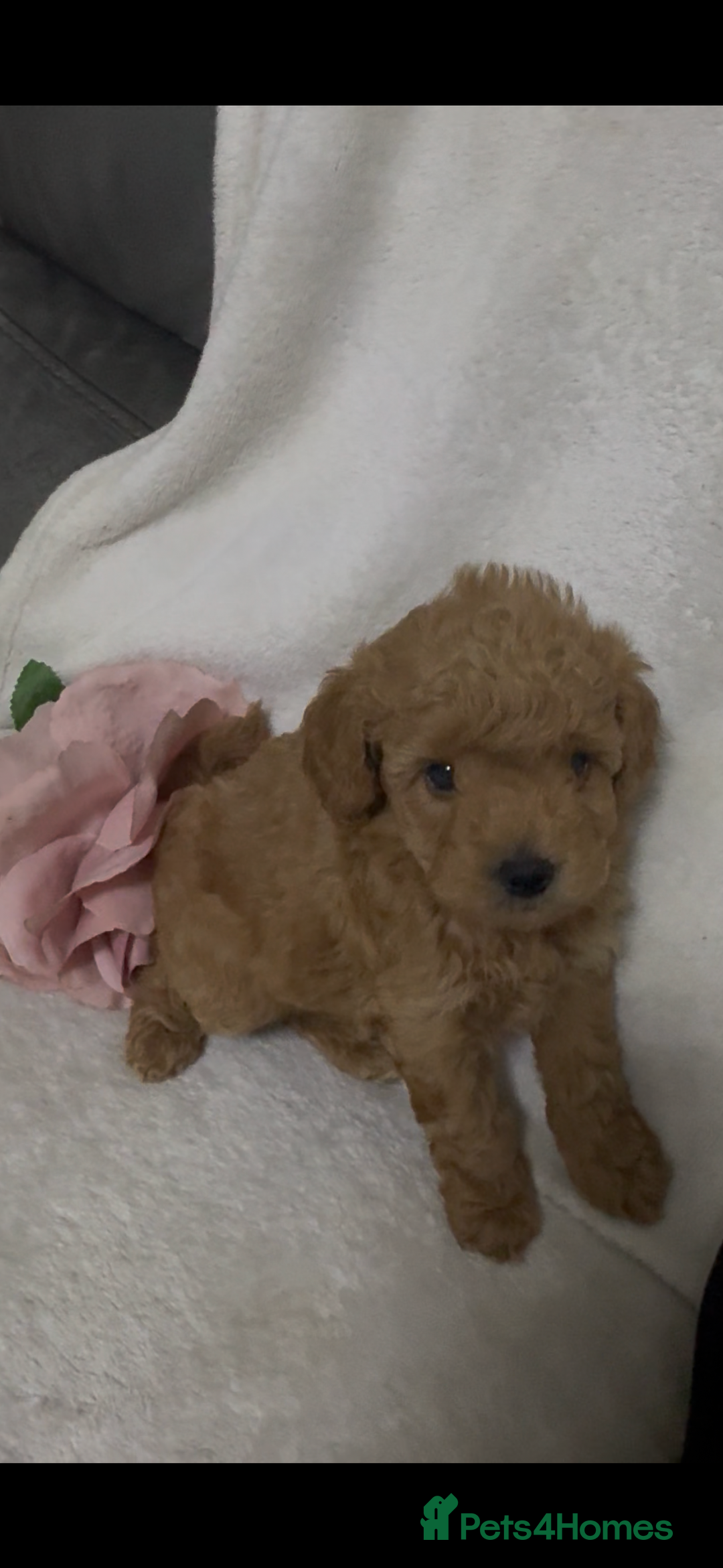 Toy Poodle dogs for sale: Stunning toy poodles  - Image 30
