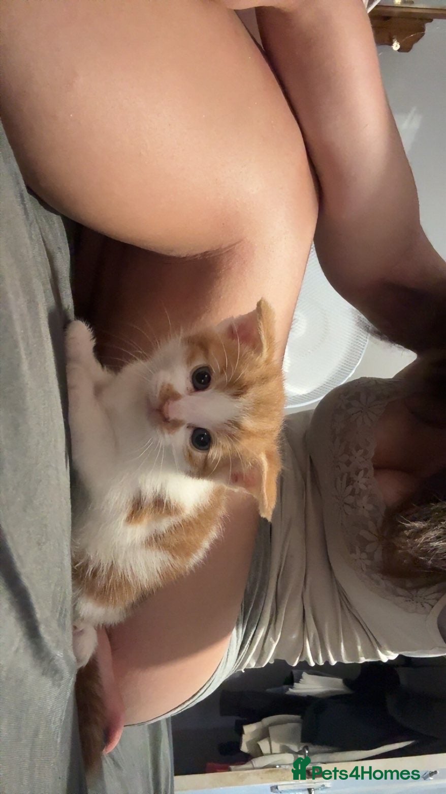Mixed Breed cats Beautiful bengal cross kittens - Advert 4