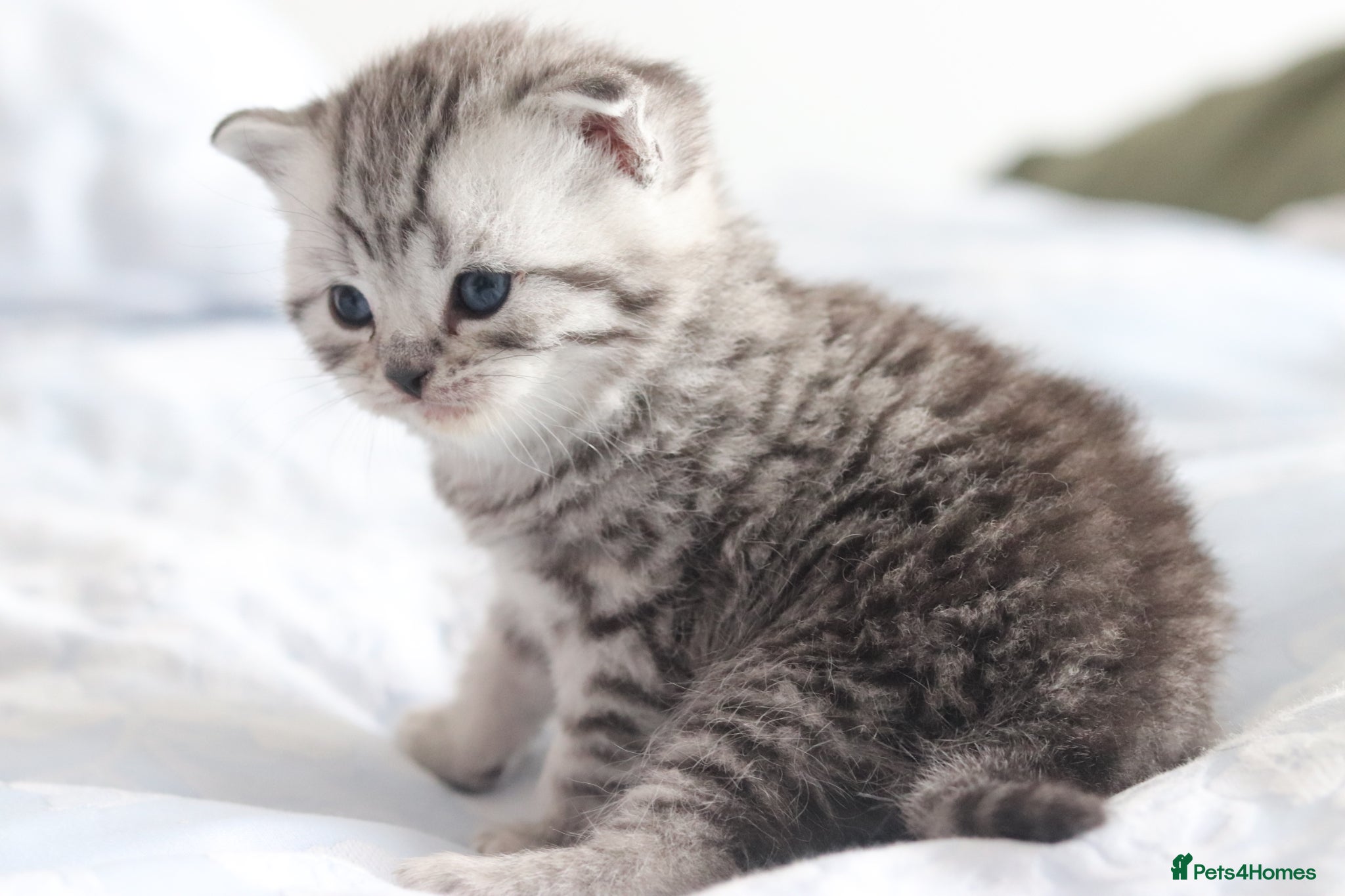 British Shorthair cats 🐾 Gorgeous GCCF British Shorthair Kittens 🐾 - Advert 2
