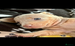 Miniature Dachshund dogs for sale: Beautiful litter of KC reg miniature dachunds  - Image 16
