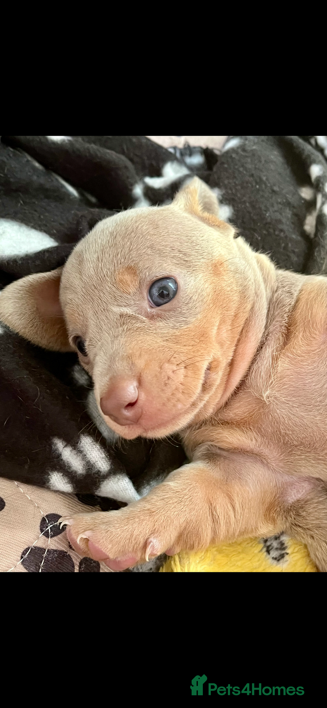 Miniature Dachshund dogs for sale: Beautiful litter of KC reg miniature dachunds  - Image 16
