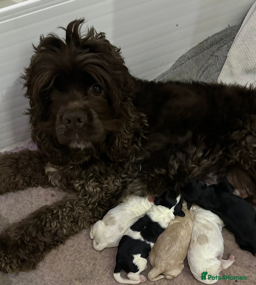 Cockapoo dogs for sale: Cockerpoo puppies  - Advert 36