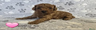 Cavapoo 5