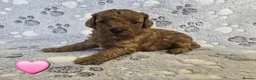 Cavapoo dogs for sale: 8 gorgeous F2B Toy cavapoo puppies. 4 boys 4 girls in Rhyl - Advert 5