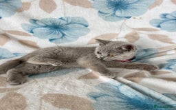 British Shorthair cats for sale: **REDUCED!!** PURE BREED BRITISH SHORTHAIR KITTENS - Image 5